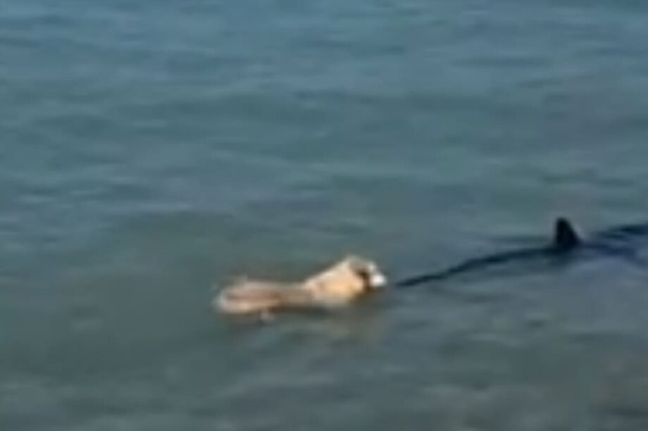 σκύλος καρχαρίας