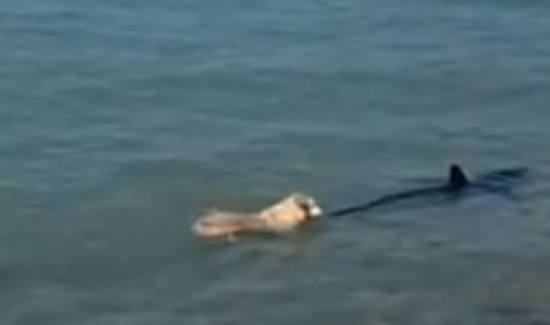 σκύλος καρχαρίας