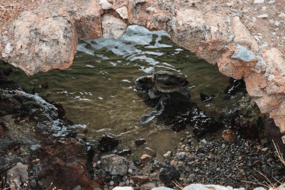 Θαλάσσια Χελώνα