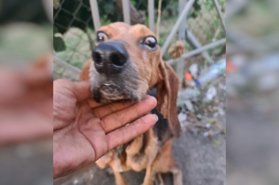 τυφλός σκύλος