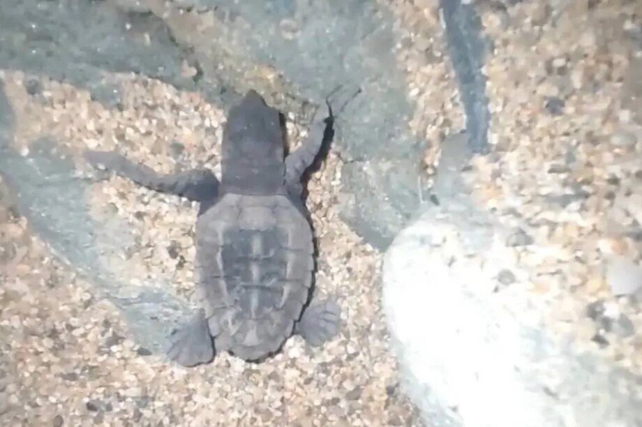 θαλάσσια χελώνα τήνος