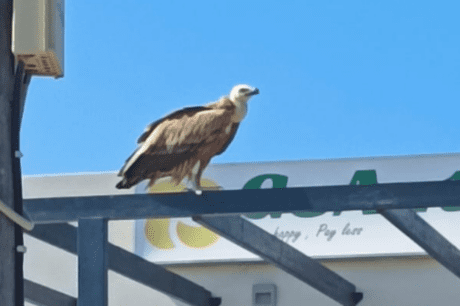 γυπας γυπαετός