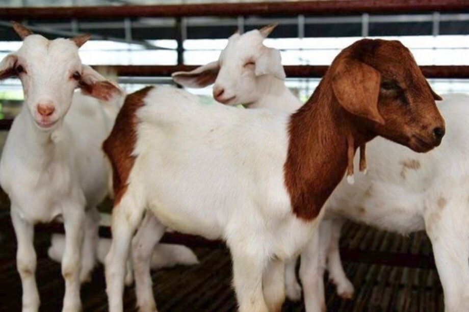 αιγοπρόβατα