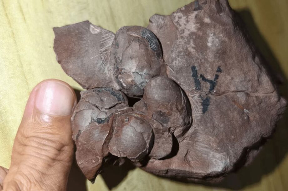 αυγά δεινόσαυρος