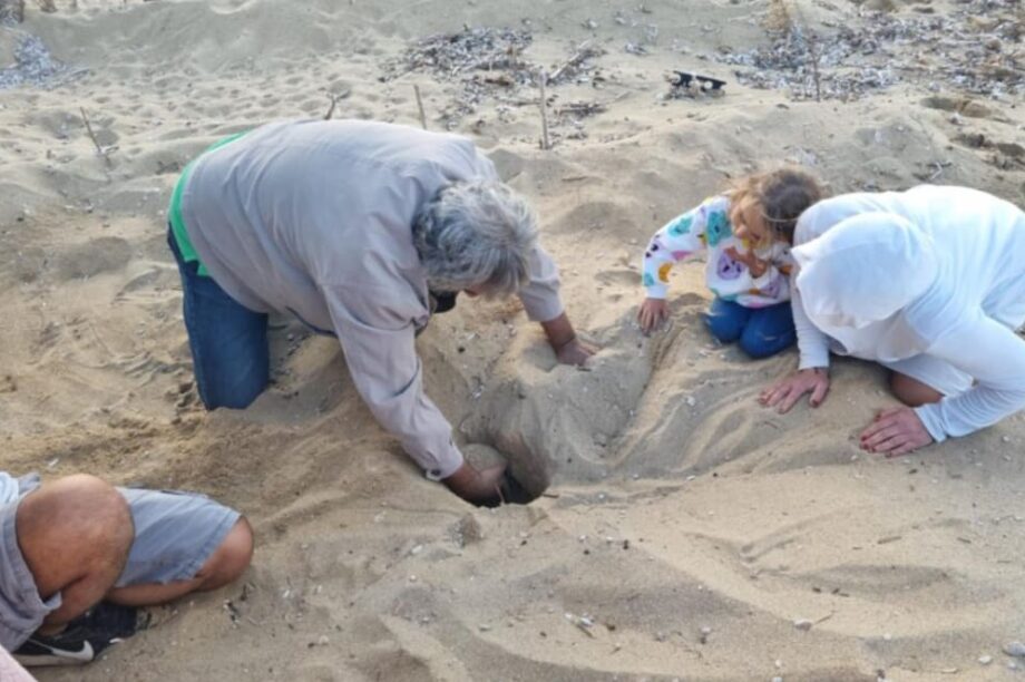ΦΩΛΙΕΣ ΧΕΛΩΝΕΣ ΚΑΡΕΤΤΑ ΧΑΝΙΑ ΣΤΑΥΡΟΣ