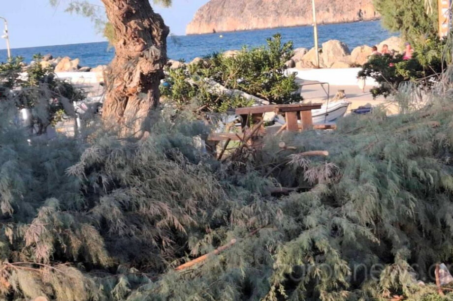 δέντρα Πλατανιάς