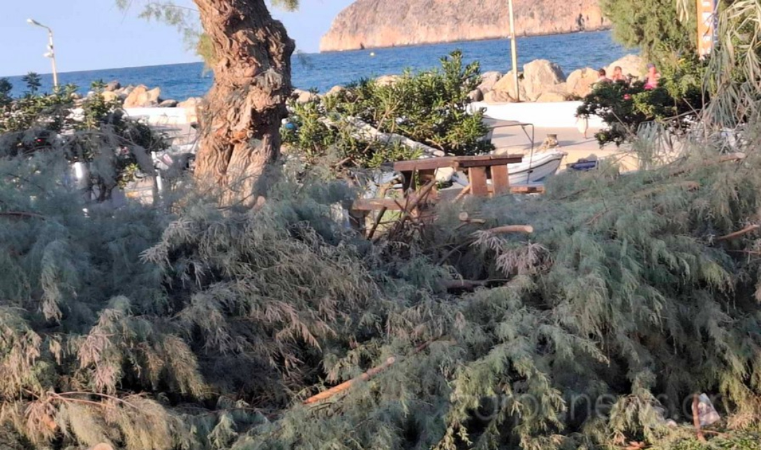δέντρα Πλατανιάς