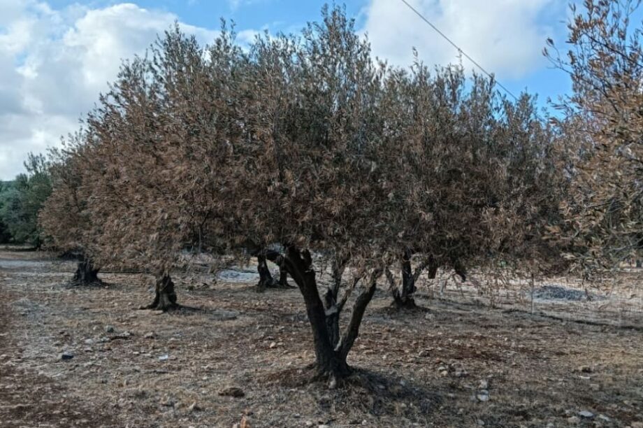 ελαιωνας ελια