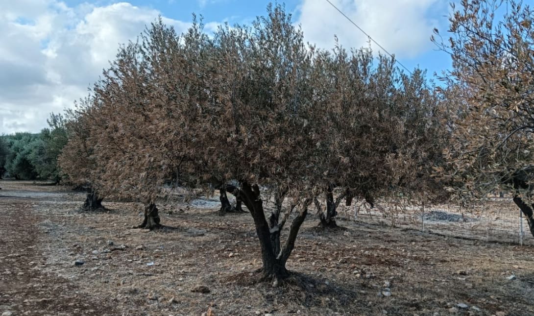 ελαιωνας ελια