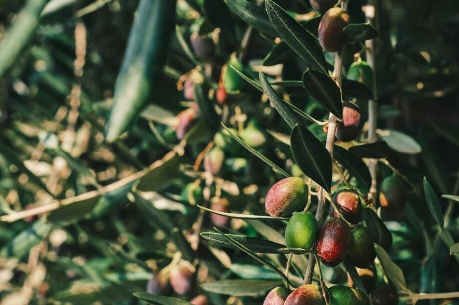 ελαιόλαδο ελιά ελαιοπαραγωγή