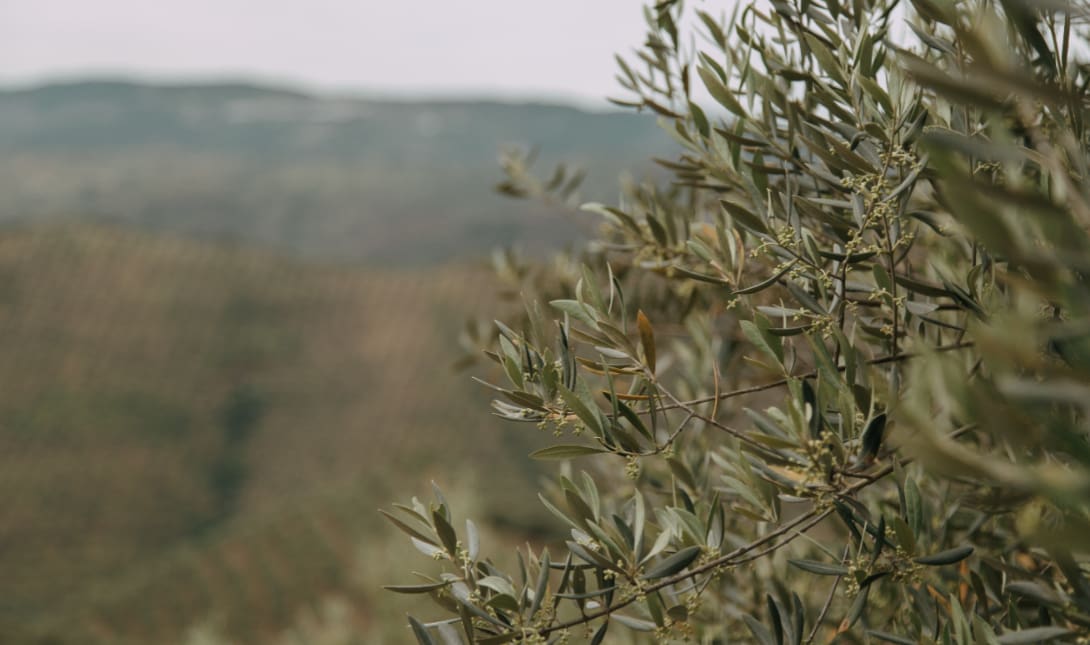 ελιες δεντρα