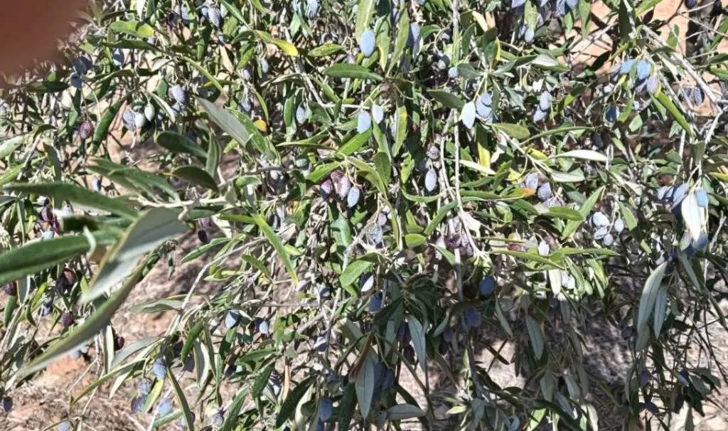ΞΗΡΑΣΙΑ ΕΛΙΕΣ ΖΗΜΙΕΣ ΕΛΑΙΩΝΕΣ ΗΡΑΚΛΕΙΟ