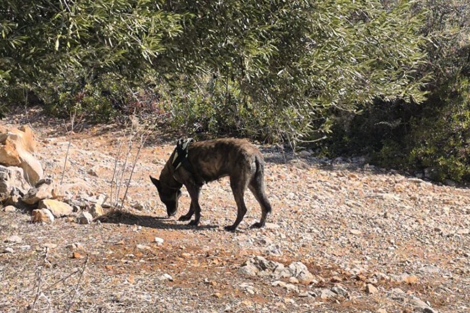 ΦΟΛΕΣ ΑΓΙΟΣ ΝΙΚΟΛΑΟΣ