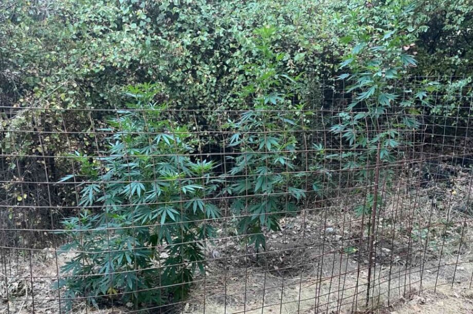 Ρέθυμνο: Εντοπίστηκαν 9 φυτείες και 58 δενδρύλλια κάνναβης