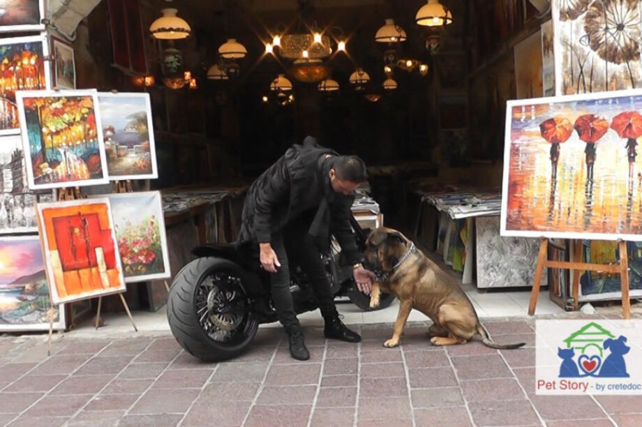 Ιβάν σκύλος