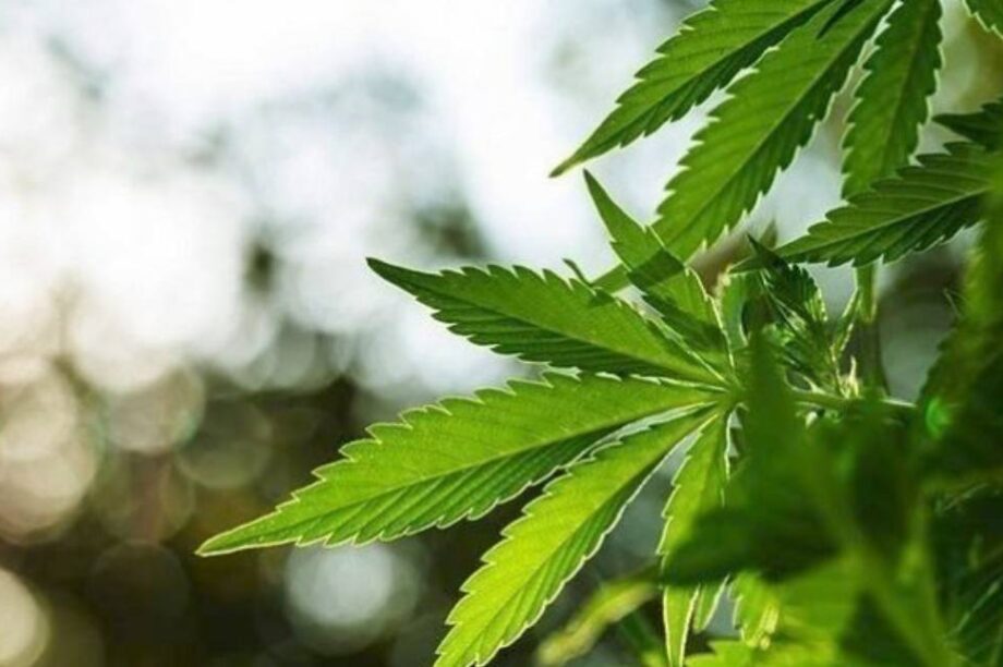 μαριχουάνα κάνναβης