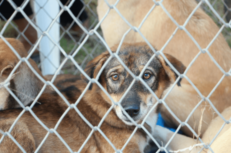 καταφύγιο αδέσποτα