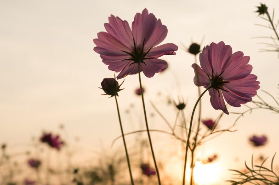 λουλούδια γιορτή εορτολόγιο