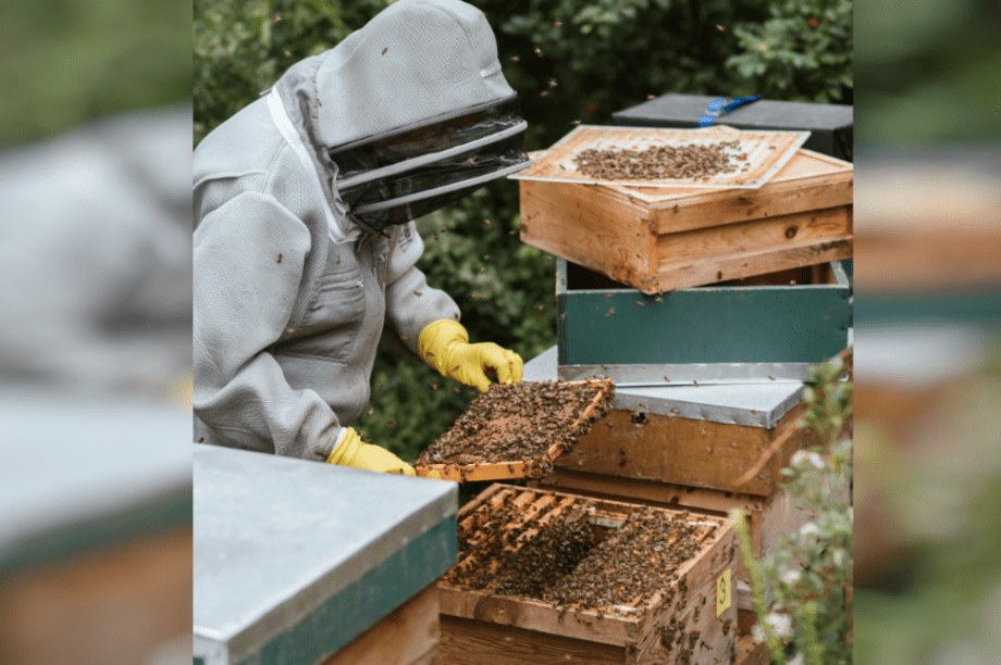 μελισσοκόμος