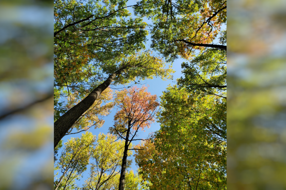 πράσινη μετάβαση