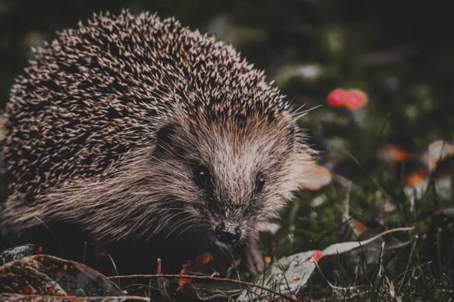 σκαντζόχοιροι