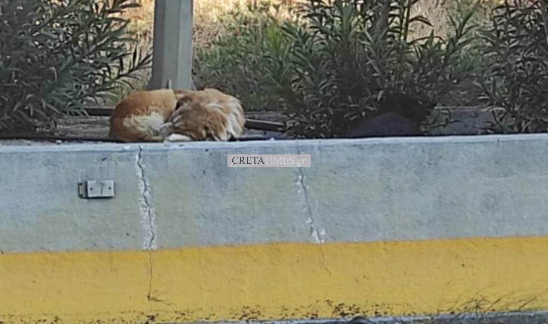 σκύλος ΒΟΑΚ