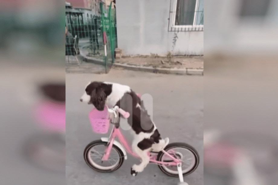 σκυλος ποδηλατο