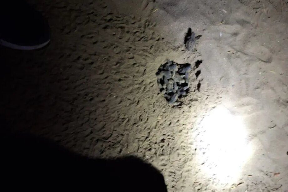 θαλάσσια χελώνα