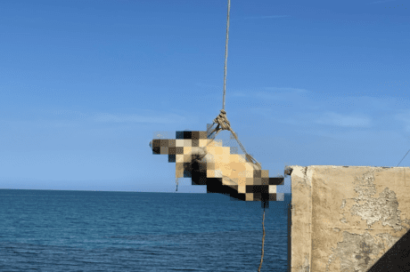 χελώνα