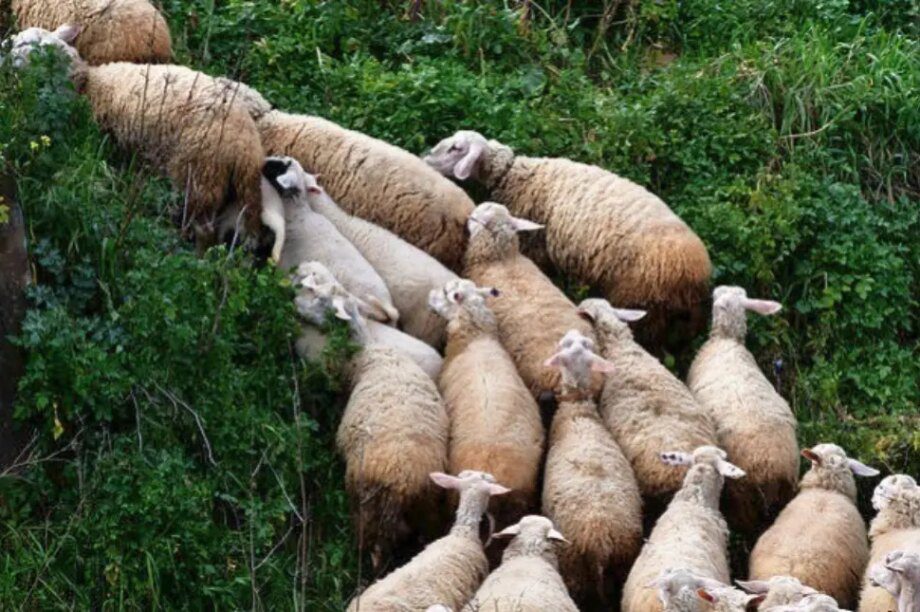 Σητεία: Προβληματισμένοι οι κάτοικοι με την ανεξέλεγκτη βόσκηση αιγοπροβάτων