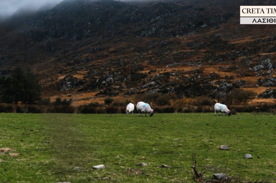αιγοπρόβατα βόσκηση κτηνοτρόφοι Λασίθι