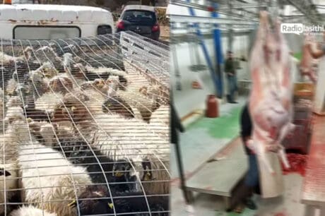αιγοπρόβατα Καλαμαύκα