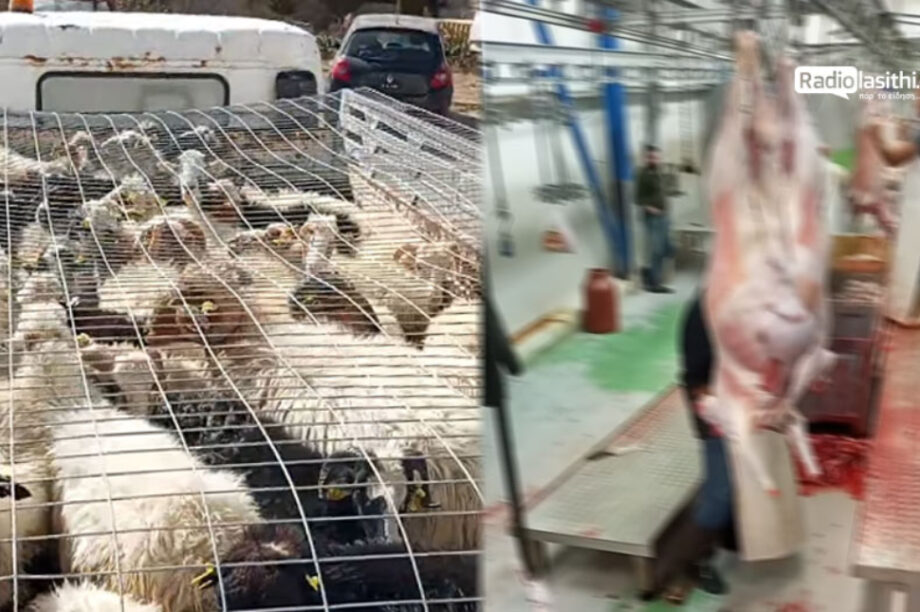 αιγοπρόβατα Καλαμαύκα