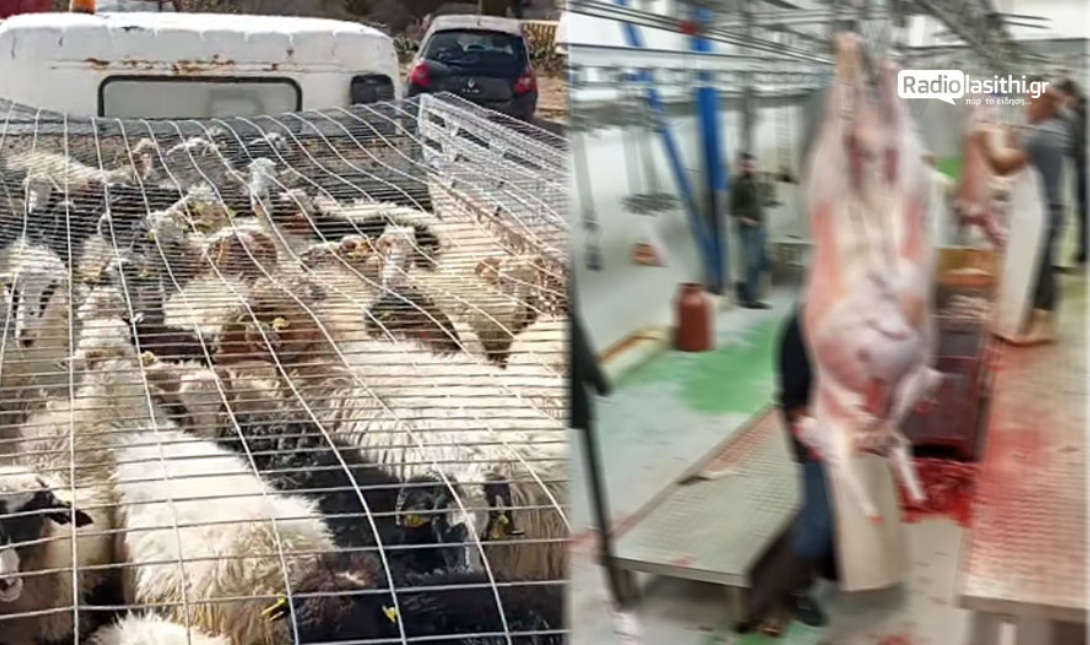 αιγοπρόβατα Καλαμαύκα