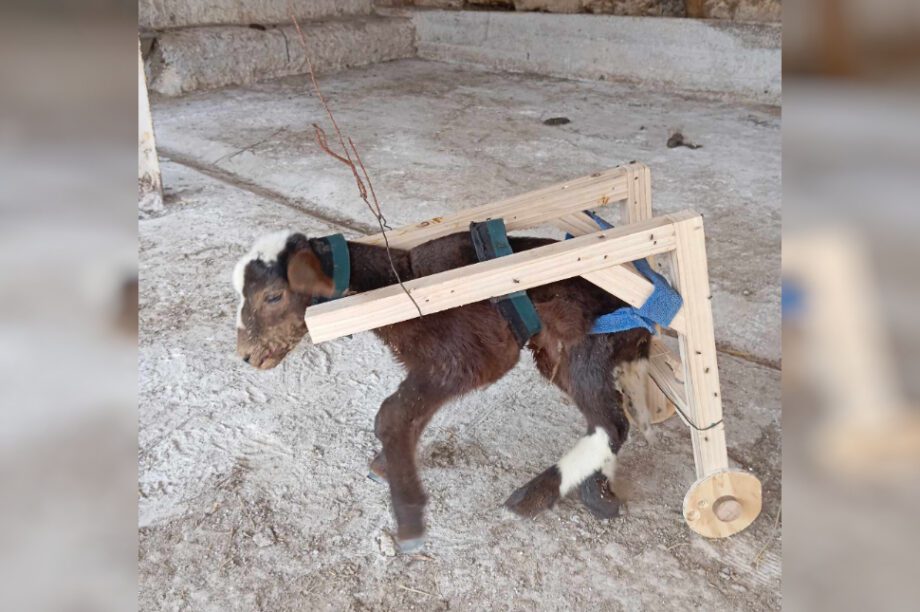 αρνί φυλακές Αγυιάς