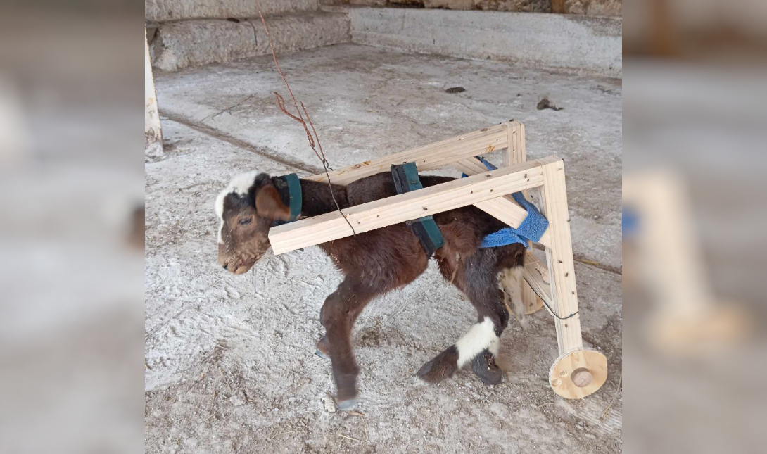 αρνί φυλακές Αγυιάς