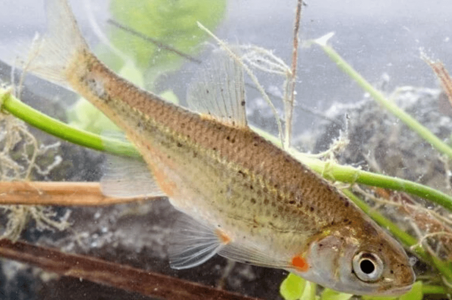 αττικόψαρο