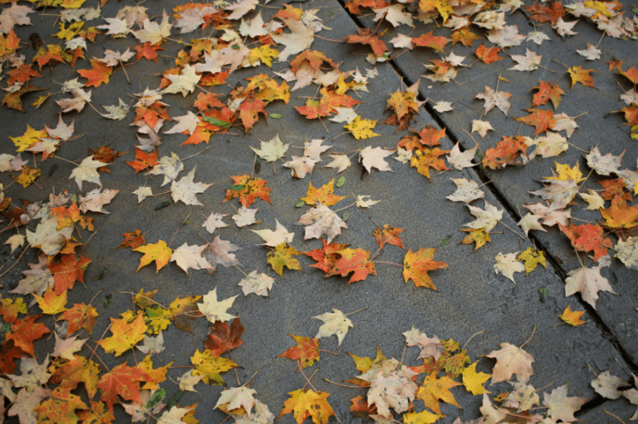 φθινοπωρο τουρισμος φυλλα