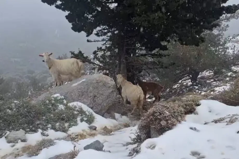 Χιόνια Ζαρός