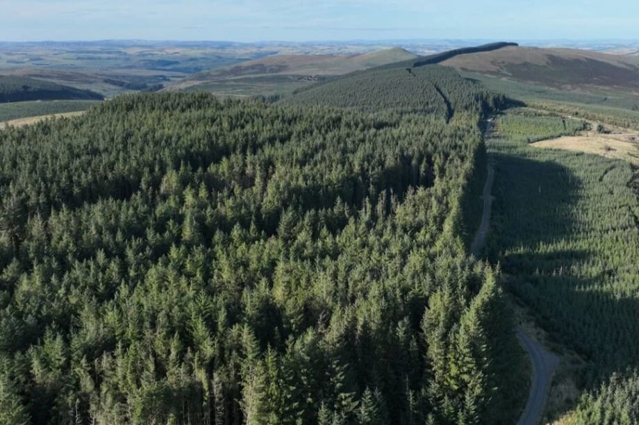 δάσος Σκωτία