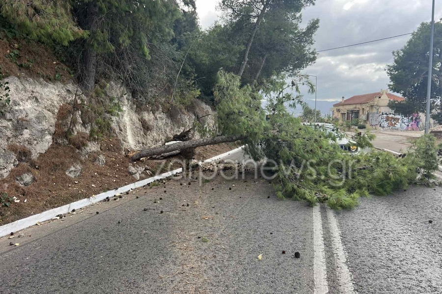 Δέντρο 