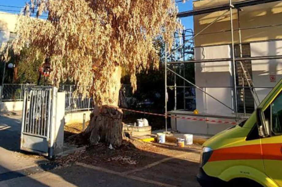 ευκάλυπτος ΕΚΑΒ