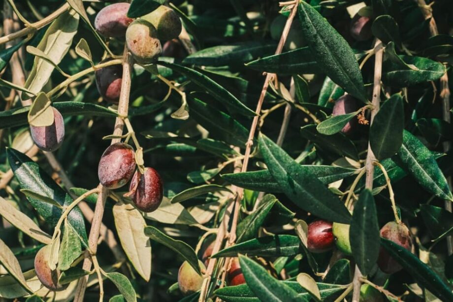 ΕΛΙΕΣ ΛΙΟΜΑΖΩΜΑ