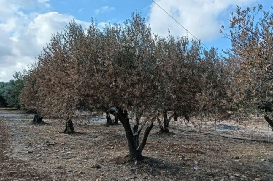 ΞΗΡΑΣΙΑ ΕΛΙΕΣ ΖΗΜΙΕΣ ΕΛΑΙΩΝΕΣ ΗΡΑΚΛΕΙΟ