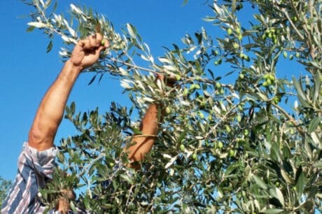 ελιές εργάτες γης