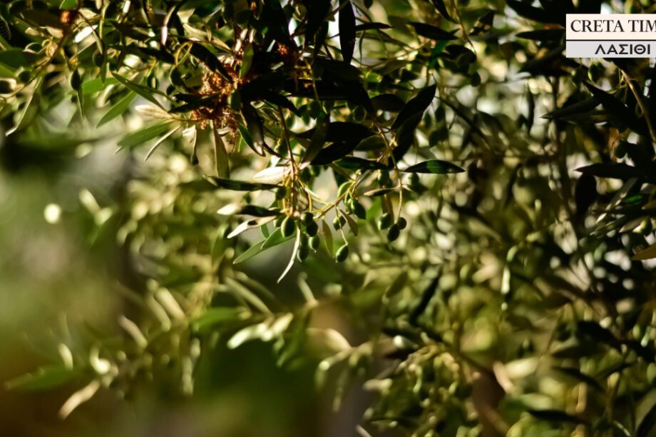 ελαιόλαδο ελιές Λασίθι