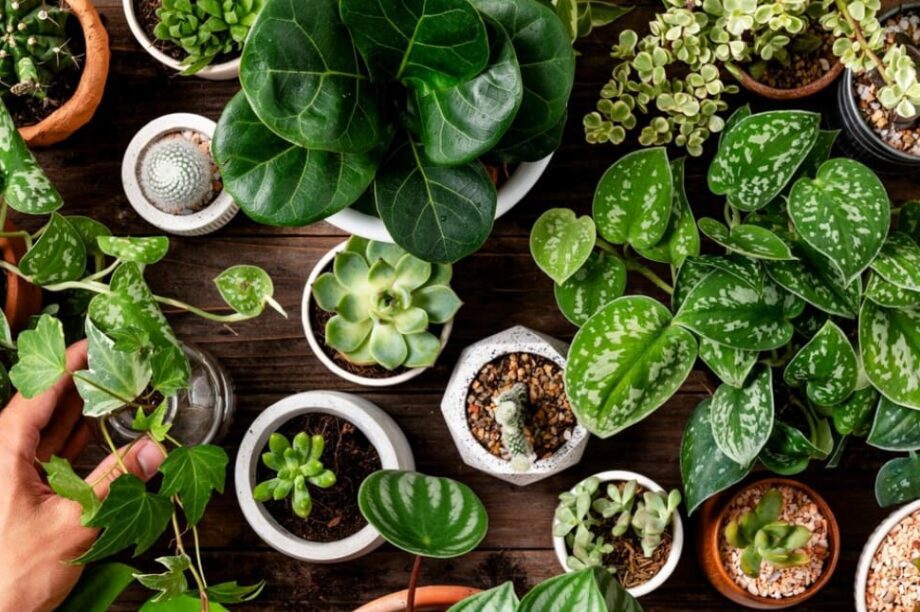 φυτά Νοέμβριος