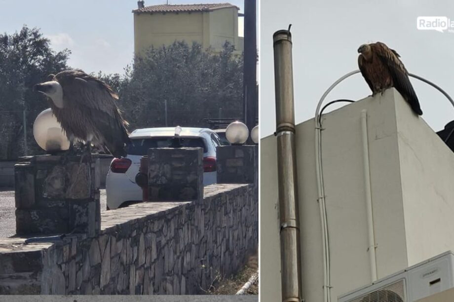 ΓΥΠΑΣ ΙΕΡΑΠΕΤΡΑΣ