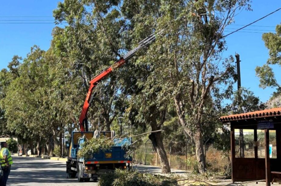 Κλαδέματα αμμουδάρα γάζι