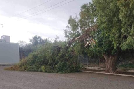κλαδί δέντρο Μοίρες
